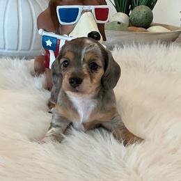 Annie XRP - Dapple female Dachshund puppy in Menifee, California from Dachshunds in SoCal