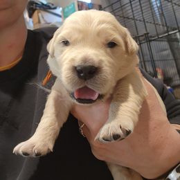 Orange - Golden female Golden Retriever puppy in Lucasville, Ohio from Halo Kennels