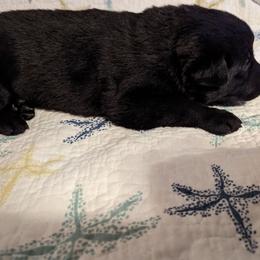 Violet - Black female German Shepherd puppy in Luna, New Mexico from Von De León German Shepherds