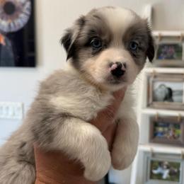 Guinness - Blue merle female Australian Shepherd puppy in Weeki Wachee, Florida from Ace of Spades Australian Shepherds
