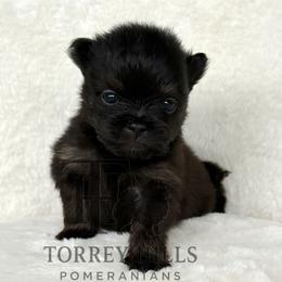 Valentino - Black and tan male Pomeranian puppy in Redlands, California from Torrey Hills Poms