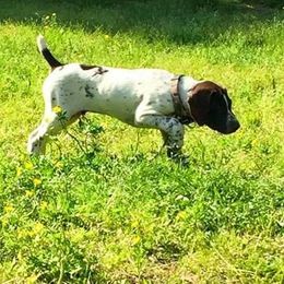 German Shorthaired Pointer Puppies from Point to Point Kennels