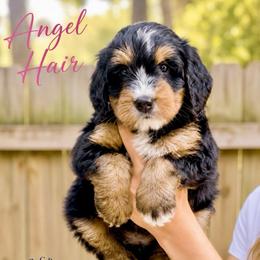 Angel Hair - Tri-color female Bernedoodle puppy in Sugar Hill, Georgia from Deep Creek Doodles