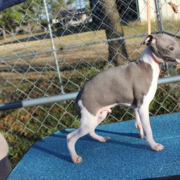 "Shengli Herberto D’Fighter" Italian Greyhound All Grown Up from Shengli IGs