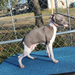 "Shengli Herberto D’Fighter" Italian Greyhound All Grown Up from Shengli IGs