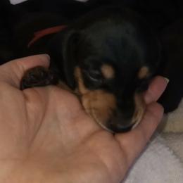 Bradi - Black and tan male Dachshund puppy in Middle Granville, New York from Lee Doxies