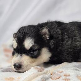 Eugeo - Black and white male Siberian Husky puppy in Buckeye, Arizona from Anime Huskies