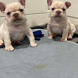 French Bulldog Puppies from Ritchie’s Frenchies