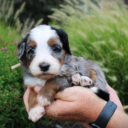 Diamond - Blue merle female Bernedoodle puppy in Eagle Mountain, Utah from Fur Real Puppies.