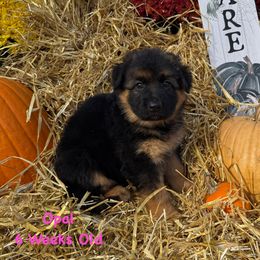 Opal - Black and red female German Shepherd puppy in Hillsboro, Indiana from Salty Raccoon Ranch German Shepherds