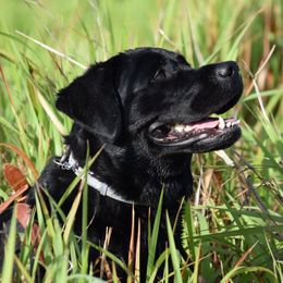 Maggie May - Labrador Retriever