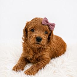 Maple - Red female Maltipoo puppy in St. George, Utah from Winchester Hills Poodles and Doodles