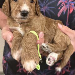 Irish Doodle and Labradoodle Puppies from Bipsi's Doodles