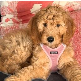 Goldendoodles from Good As Gold Doodles