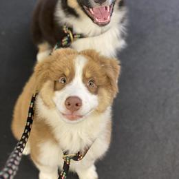 Australian Shepherd Puppies from Echolight Australian Shepherds