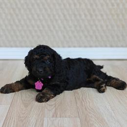 Leia - Phantom female Bernedoodle puppy in Guthrie, Oklahoma from Edmond Doodles, LLC