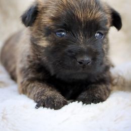 Isla - Wheaten brindle female Cairn Terrier puppy in St. Joseph, Missouri from Stone & Thistle Cairn Terriers