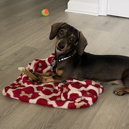 Bentley - Dachshund