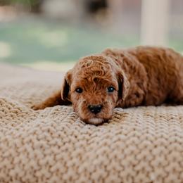Goldendoodle and Sheepadoodle Puppies from Red River Goldendoodles