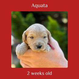 Aquata - red collar - Cream female Labradoodle puppy in Beavercreek, Oregon from Auburn Sky Labradoodles