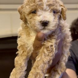 Stripes - Tan male Yorkipoo puppy in Mansfield, Texas from Eleven:11 Kennels