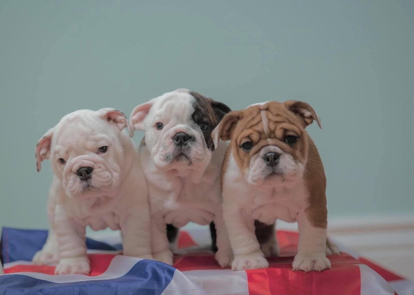 3 Bulldog puppies 