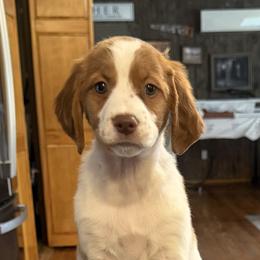 Teal girl- Stevie - Orange and white female Brittany puppy in Chehalis, Washington from Black River Brittany’s