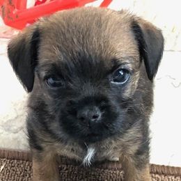 Border Terrier Puppies from Hardtack