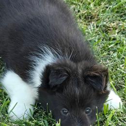 Willow - Black and white female Shetland Sheepdog puppy in Luray, Missouri from Krayola Shelties