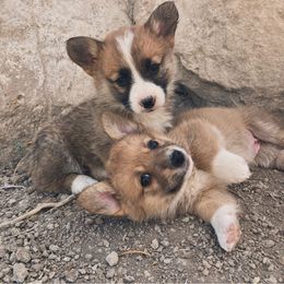 Pembroke Welsh Corgi Puppies from Nielsen's Straight Arrow Corgis