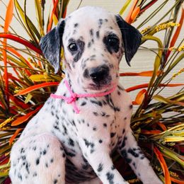 Pink collar - White and black female Dalmatian puppy in Westhoff, Texas from Smart Dalmatians