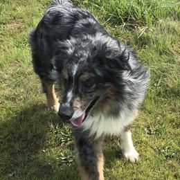 Australian Shepherds from Spots N Splashes