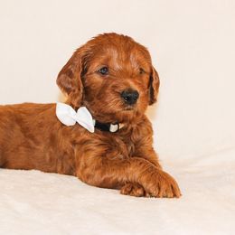 Goldendoodle Puppies from Celebrity Doodles DFW