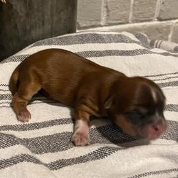 Girl 3 - Black gold and white female Shih Tzu puppy in Lexington, North Carolina from SCS Shih Tzus