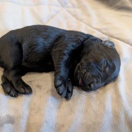 AKC Atlas - Black male Giant Schnauzer puppy in Tombstone, Arizona from Vanguard Giants