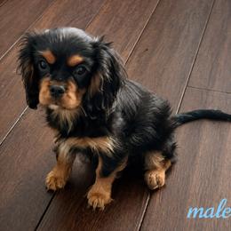 Stetson - Black and tan male Cavalier King Charles Spaniel puppy in Great Bend, Kansas from Bridgeford Cavaliers