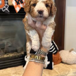 Ring Toss - Apricot male Goldendoodle puppy in Nacogdoches, Texas from Designer Doodles