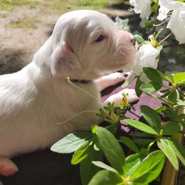 Boy 1 Blue - Blue belton male Llewellin Setter puppy in North Dinwiddie, Virginia from Pups Furever