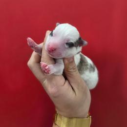 Croix - Silver and white male Pomsky puppy in Mc Callsburg, Iowa from SZ Rolling Acres LLC