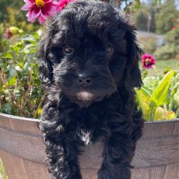 Leo - Black and white male Cavapoo puppy in Jackson, California from Oodles & Doodles