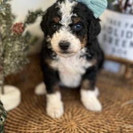 Bernedoodle Puppies from Little Diamond Doodles