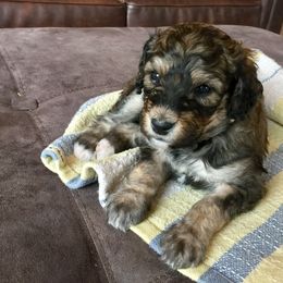 Bernedoodle Puppies from Cry Woof LLC