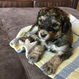Bernedoodle Puppies from Cry Woof LLC