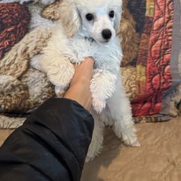 Daryl - White male Poodle puppy in Pueblo West, Colorado from Little Paws Poodles