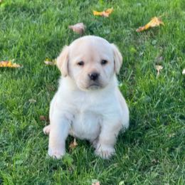 Sally - Yellow female Labrador Retriever puppy in Clinton, New York from Skyline Hill Labradors