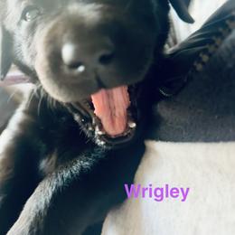 Wrigley, Purple collar, female - Black female Labrador Retriever puppy in Moore, Oklahoma from Okiehuntinboyz Labrador Retrievers