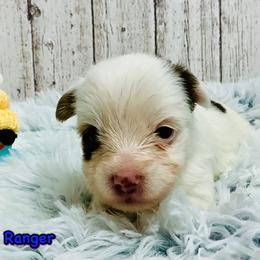 Ranger - Chocolate, tan and white male Yorkshire Terrier puppy in Mankato, Minnesota from Tiny and Treasured