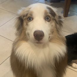 Bear - Miniature Australian Shepherd