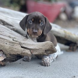 Dachshund Puppies from Penny Huxtable