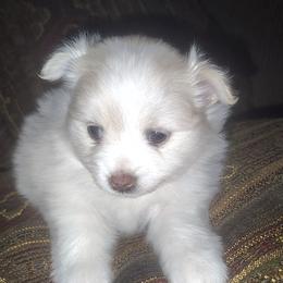 Channel - Cream female Pomeranian puppy in Illinois from Maribel Poms